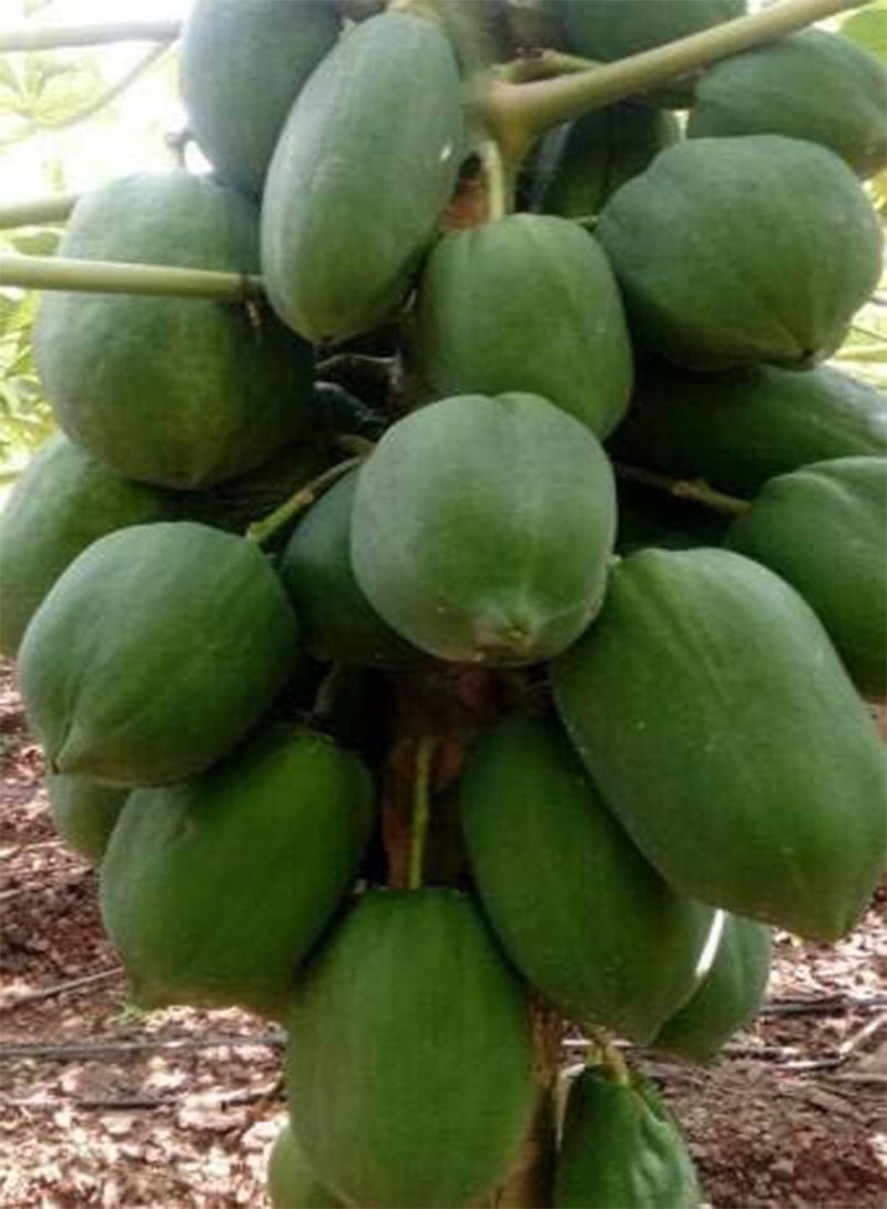 GGOOT Seed Red Lady Taiwan Papaya F1 786 Seeds Seed (950 Per Packet) - Image 2